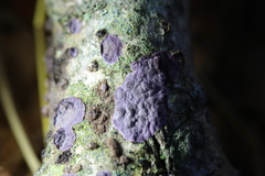 Phlebiopsis crassa