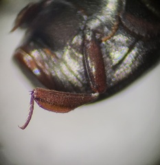 Histeridae
