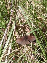 Panyapedaliodes drymaea