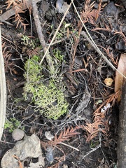 Riccia huebeneriana