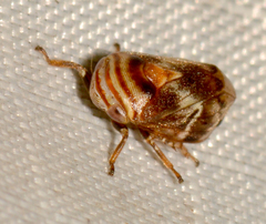 Clastoptera obtusa