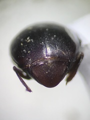 Histeridae