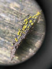 Chlorosplenium
