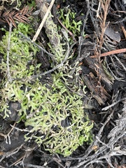 Riccia huebeneriana