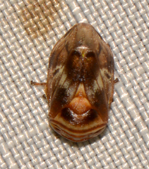 Clastoptera obtusa