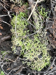 Riccia huebeneriana