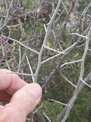 Sarcomphalus obtusifolius