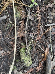 Riccia huebeneriana