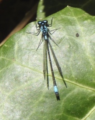 Zoniagrion exclamationis