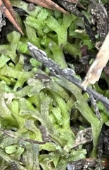 Riccia huebeneriana