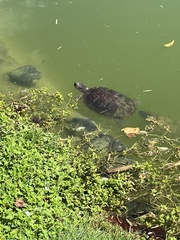 Trachemys stejnegeri