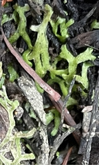 Riccia huebeneriana