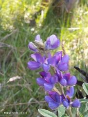 Lupinus pubescens