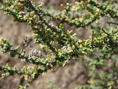 Junellia seriphioides