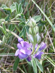 Lupinus pubescens