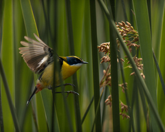 Tachuris rubrigastra