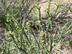 Junellia seriphioides