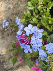 Plumbago