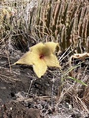 Stapelia gigantea