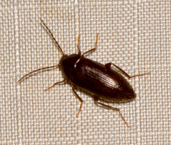 Hymenorus