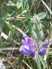 Lupinus pubescens