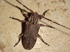 Hesychotypa subfasciata