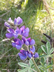 Lupinus pubescens