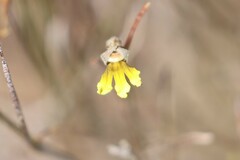 Goodenia armitiana