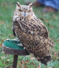 Bubo