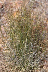 Goodenia armitiana