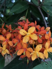 Saraca indica
