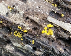 Calycina citrina