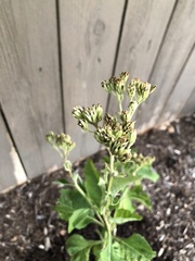 Verbesina virginica