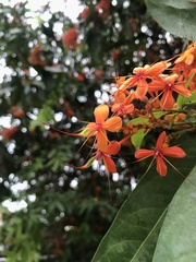 Saraca indica