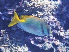 Siganus doliatus