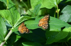 Anthanassa frisia