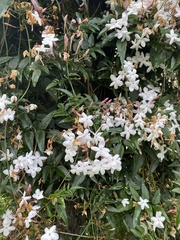 Jasminum polyanthum