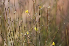 Goodenia armitiana