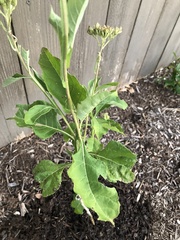 Verbesina virginica