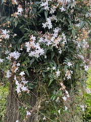 Jasminum polyanthum