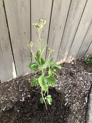 Verbesina virginica