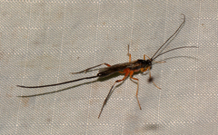 Macrocentrus marginator