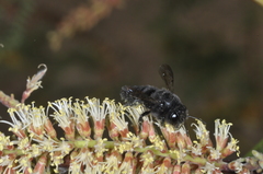 Megachilidae