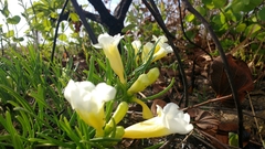 Anemopaegma arvense