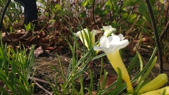 Anemopaegma arvense