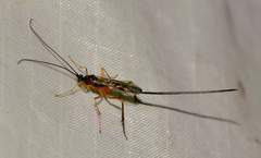 Macrocentrus marginator