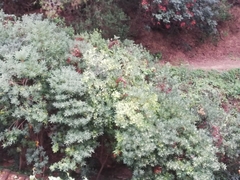 Pittosporum tobira