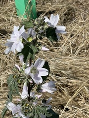 Malva preissiana