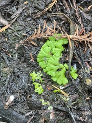 Aphidomorpha