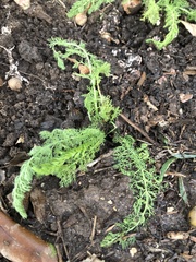 Achillea millefolium